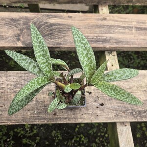 Silver Squill (3" pot) – Scilla violacea / Ledebouria socialis - *Exact Plant*