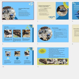 May include: A presentation on the Blue Fungus Beetle, Cypherotylus californicus, with multiple slides. The slides feature text, images of the beetle, and diagrams. The color scheme is blue, yellow, and white.