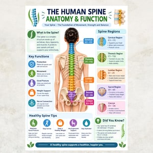 以下が含まれることがあります： The Human Spine Anatomy & Functionと題された教育用ポスター。中央に色分けされた脊椎領域を持つ人間の背中のイラストが描かれています。脊椎の領域、主な機能、健康的な脊椎のためのヒントに関するテキストセクションが含まれています。