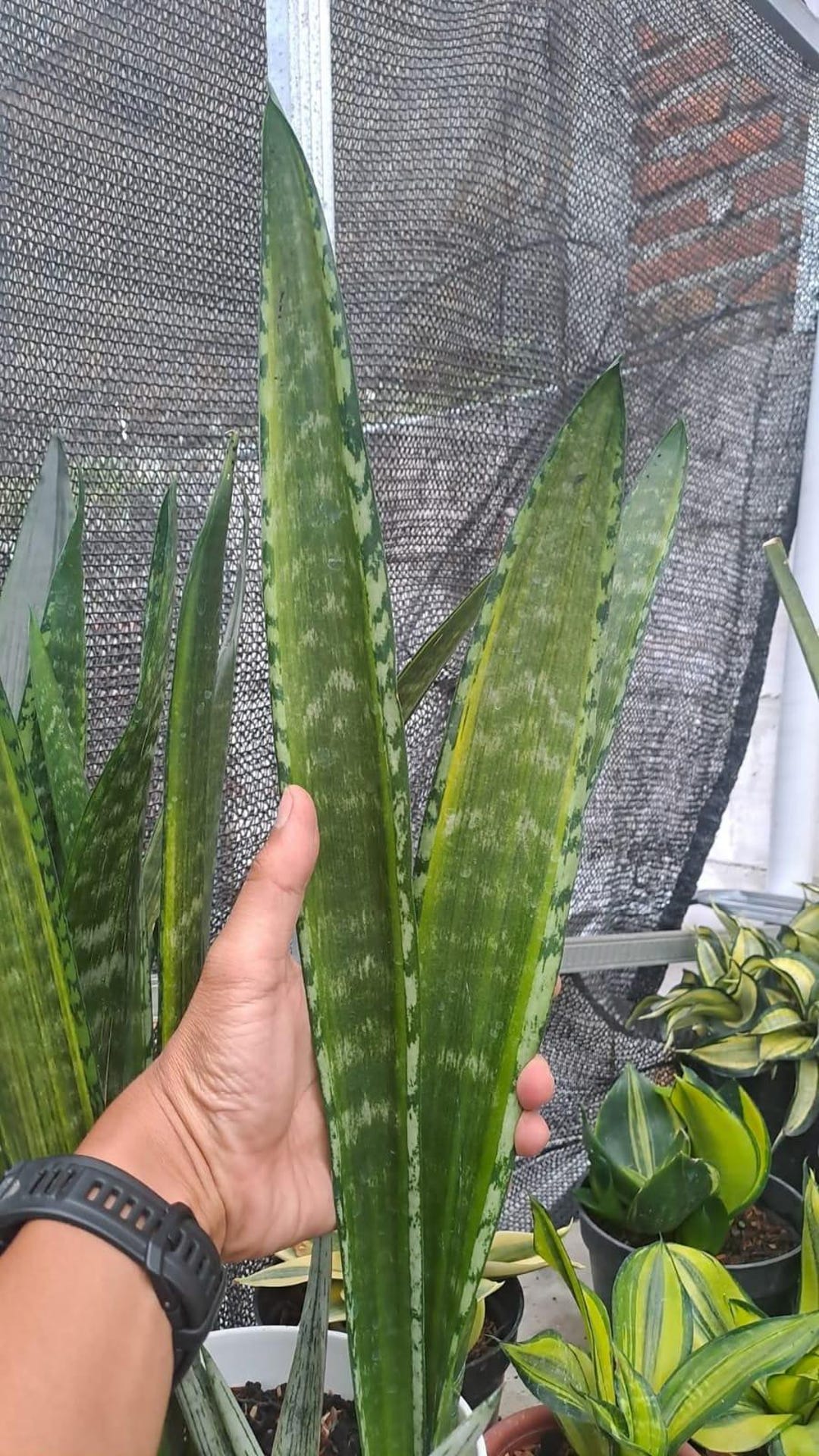 Sansevieria Trifasciata Banded Nelsonii - Etsy