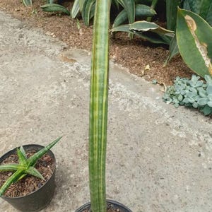 Sansevieria Stuckyi - Etsy UK