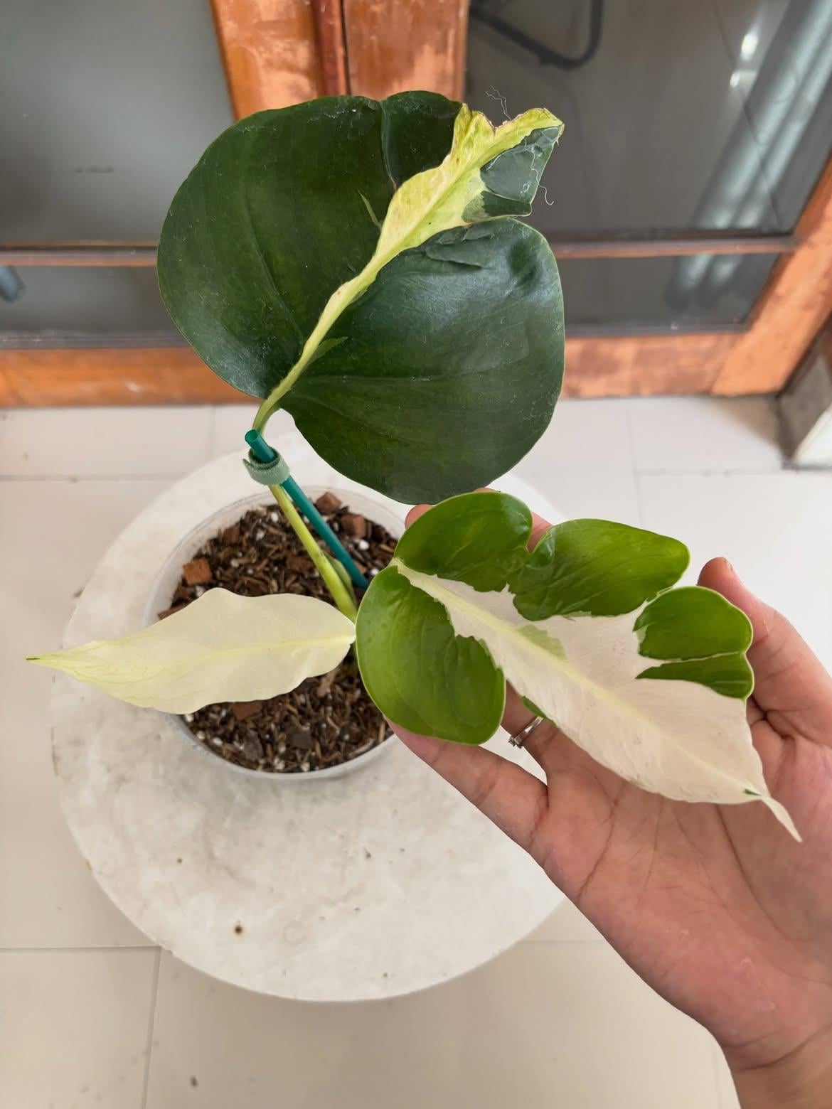 Monstera white lava - Etsy 日本