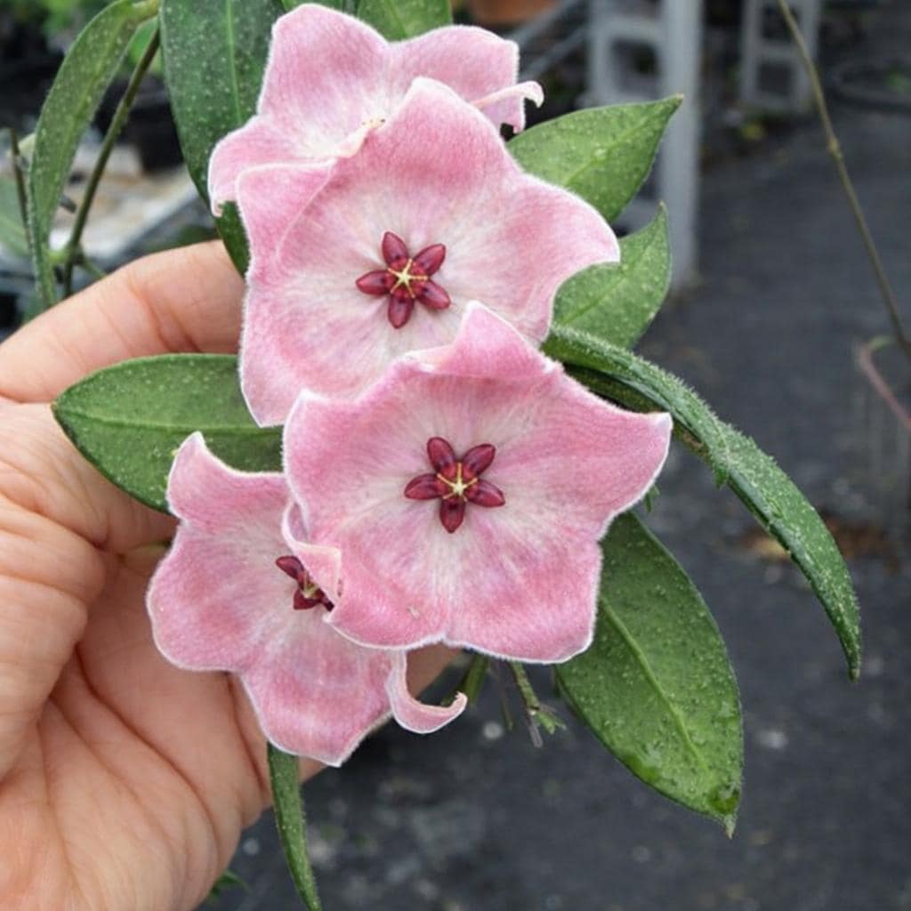 Hoya patella - Etsy 日本