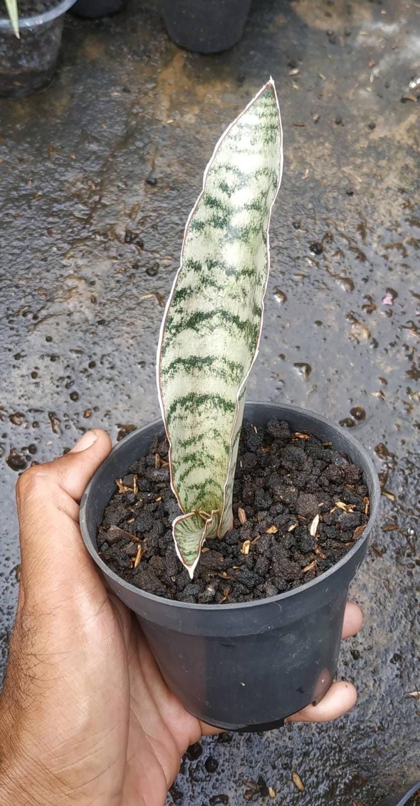 Hybrid sansevieria - Etsy 日本