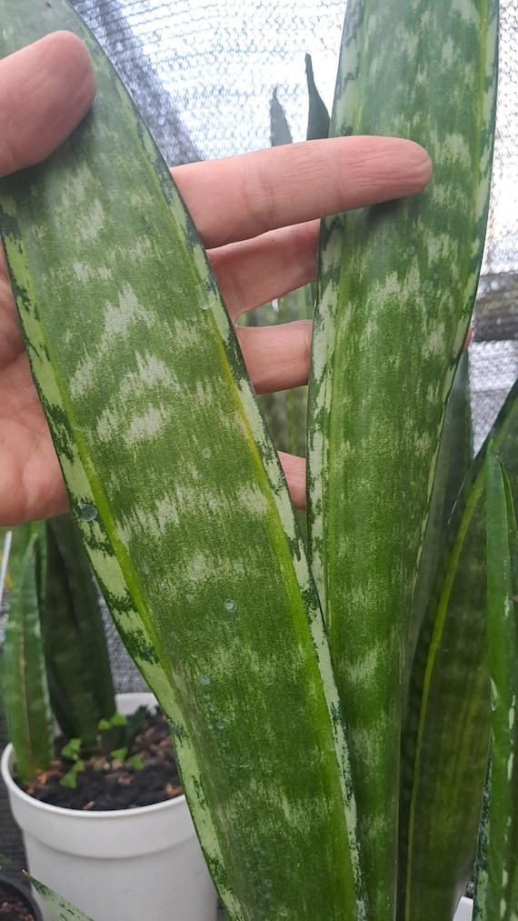 Sansevieria Trifasciata Banded Nelsonii - Etsy