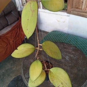 May include: A Hoya plant with a central brown stem and several broad, oval-shaped leaves. The leaves are a pale, yellowish-green color with visible veins and some small brown spots. The plant is suspended by thin wires above a dark circular base.