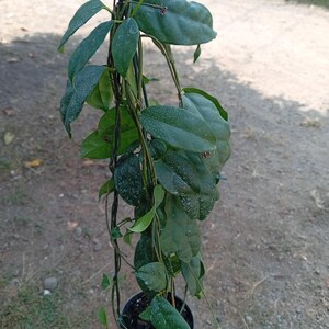 Puede incluir: Una planta Hoya colgante con hojas de color verde oscuro y forma ovalada que presentan un sutil moteado plateado. La planta está en una maceta pequeña de color negro y suspendida por un soporte de plástico verde con tallos largos.