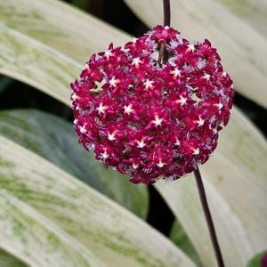 May include: A close-up shot of a spherical cluster of small, deep magenta flowers with white centers. The flower head is attached to a thin, dark stem. The background features large, light green and white striped leaves.