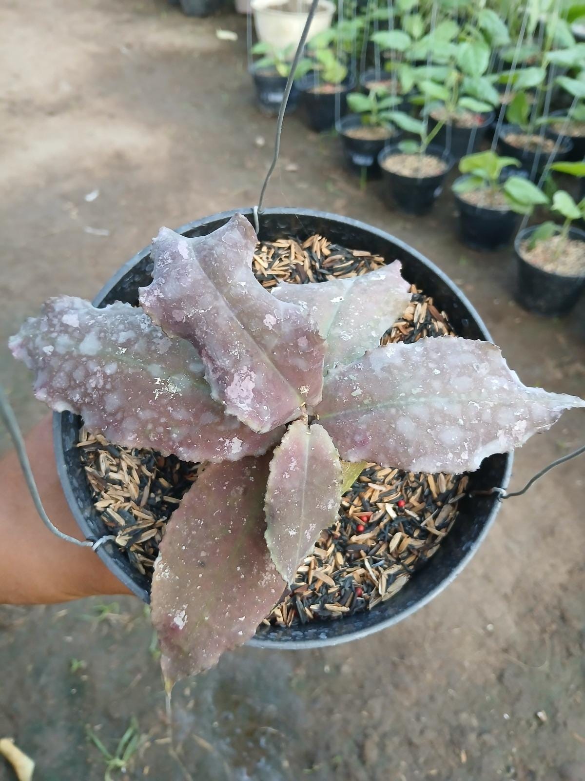 Rare Hoya Undulata Red - Etsy