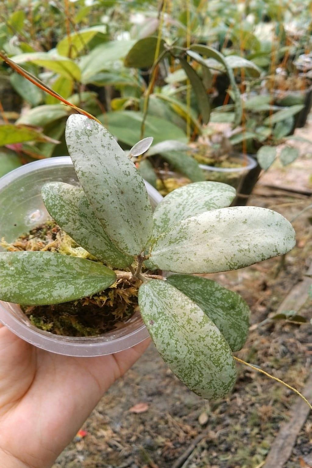 Hoya sigillatis - Etsy 日本