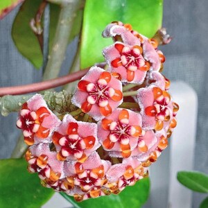 Meliflua hoya - Etsy 日本