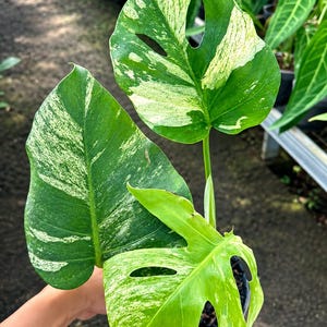 Puede incluir: Una planta Monstera variegada con tres hojas distintas que presentan una mezcla de patrones en verde oscuro y blanco crema. Las hojas muestran fenestraciones naturales y salpicaduras de color irregulares, exhibiendo un contraste vibrante entre el follaje oscuro y las secciones más claras y jaspeadas de las hojas anchas en forma de corazón.