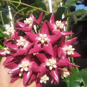 Puede incluir: Primer plano de un grupo de flores vibrantes en forma de estrella. Los pétalos son de un color magenta intenso, con un brillo ceroso. Cada flor tiene un pequeño centro blanco cremoso. El follaje verde rodea las flores, creando un telón de fondo natural.