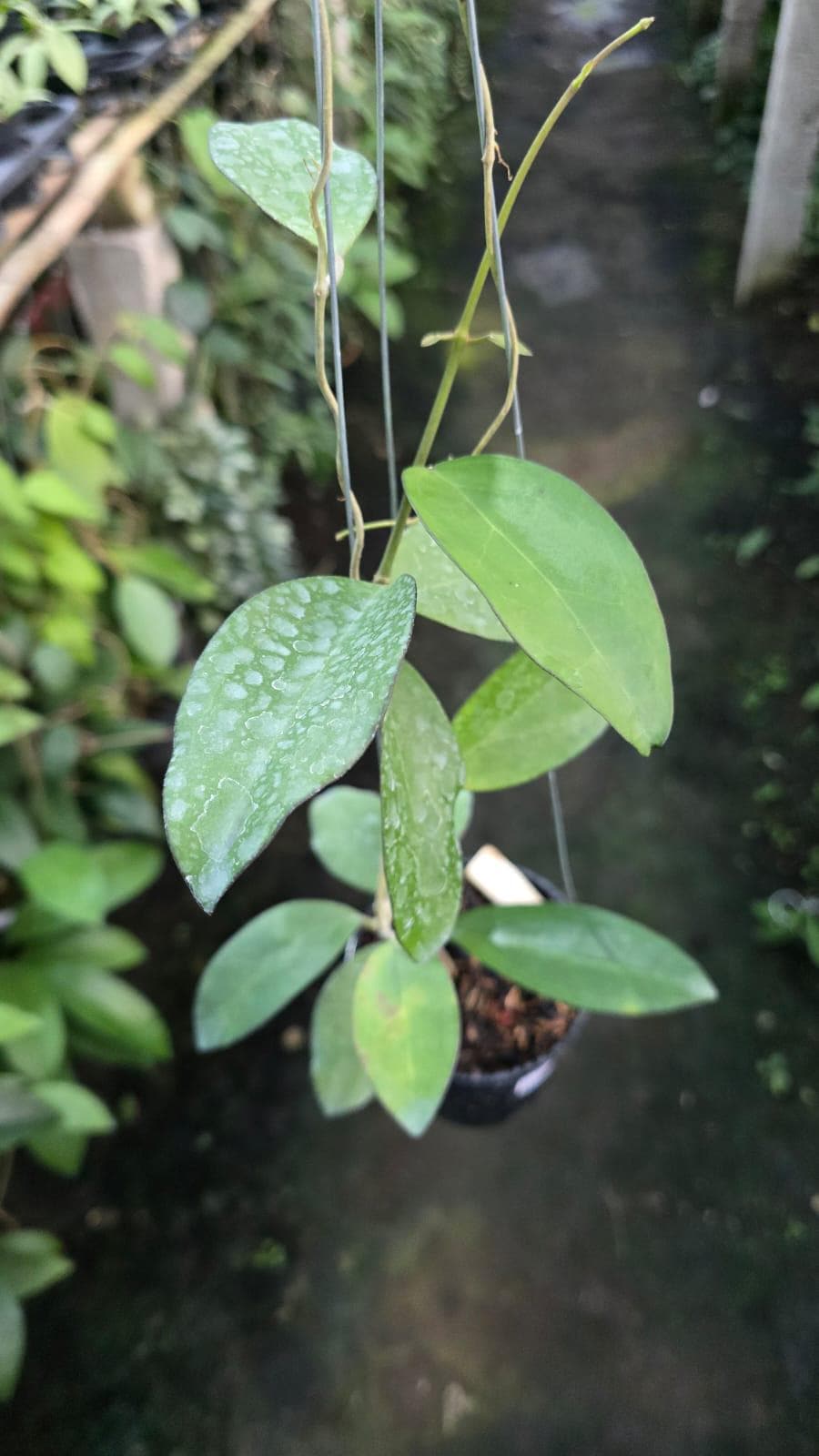 Hoya cinnamomifolia - Etsy 日本