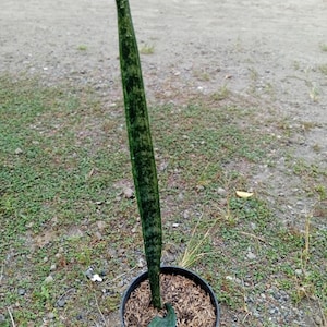 Op de afbeelding: Een enkel hoog, rechtopstaand, zwaardvormig blad van een sansevieria met gevlekte donker- en lichtgroene patronen, groeiend uit een kleine zwarte plastic pot gevuld met bruine houtsnippers, geplaatst op een natuurlijke ondergrond buiten.