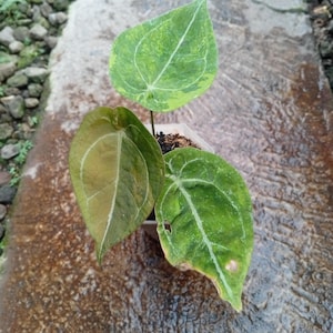 Echtes Foto Anthurium Forgetti Variegated Medium Size
