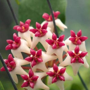 Hoya patricia - Etsy 日本