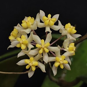 Hoya Pandangensis Sp Java Central