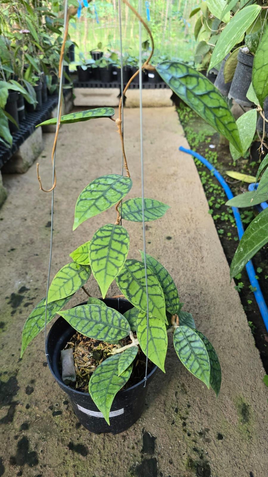 Hoya finlaysonii plant - Etsy 日本