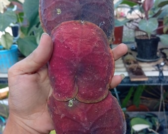 Hoya Imbricata Live Plant – Rare Trailing Unique Shingled Hoya
