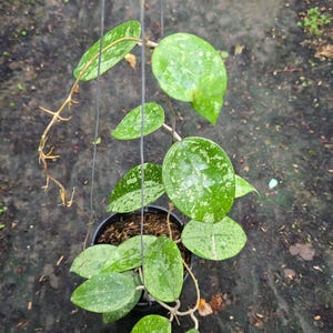 Hoya parasitica - Etsy 日本