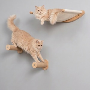 Puede incluir: Dos gatos de color naranja claro en muebles para gatos montados en la pared. Un gato descansa en una hamaca de lona, mientras que el otro sube un escalón de madera. Los muebles para gatos están hechos de madera clara y lona, montados en una pared gris.