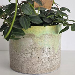 Könnte beinhalten: Ein zylindrischer Betonpflanztopf mit einer texturierten grauen Basis und einem glatten, limettengrünen Farbverlauf am oberen Rand. Eine grüne Peperomia-Pflanze mit dunklen, geäderten Blättern wächst darin, ergänzt durch ein Holzschild ROCCO SCURO.