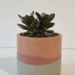 Op de afbeelding: Een kleine vetplant met donkergroene, ronde bladeren staat in een cilindervormige keramische plantenbak. De bak heeft een kleurrijk ontwerp met een licht perzikkleurig bovendeel, een dunne oudroze band en een grijze onderkant.