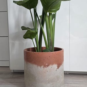 Op de afbeelding: Een cilindervormige betonnen plantenbak met een tweekleurig ontwerp, bestaande uit een roodbruin bovengedeelte en een lichtgrijs benedengedeelte. Het oppervlak heeft een poreuze, textuurrijke afwerking. Een hoge groene plant met grote bladeren.