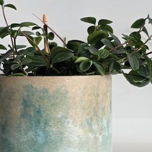 Könnte beinhalten: Ein zylindrischer Pflanztopf aus Beton mit einer texturierten, gesprenkelten Oberfläche in Beige- und Petroltönen. Eine grüne Pflanze mit kleinen, ovalen Blättern wächst aus dem Topf und wird von einem dünnen, hellen Holzstab gestützt.