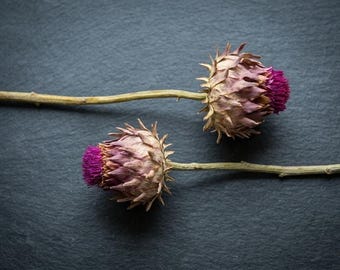 Aesthetic Dried Artichoke Stem - Rustic Wedding Backdrop Decor - Natural Purple Cynara for Bridal Bouquet - Boho Event Floral