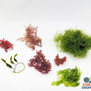 May include: A collection of various seaweeds including a cluster of red grape-like spheres, a wispy brown branch, a large vibrant green tangled mass, a thin green leaf structure, a dark red branching piece, and a flat green leaf.