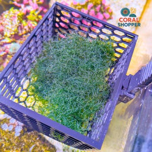 ReefZip Sump Chaeto Basket - Macro Algae Refugium Grow System - Live Chaetomorpha Holder for Saltwater Reef Tank