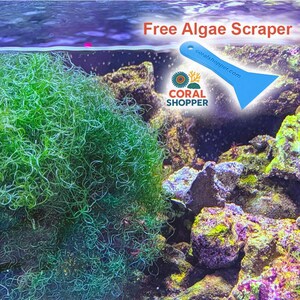 Clean Live Chaeto Macro Algae + FREE Algae Scraper - 1 Cup Refugium Starter Pack - Saltwater Reef Tank Copepod & Nutrient Control