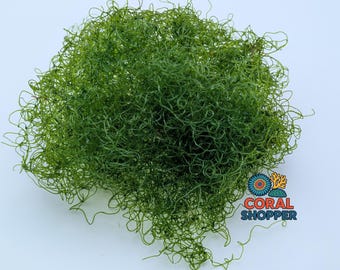 1 Cup Aquacultured Chaetomorpha (Chaeto) for Refugium Saltwater Aquarium + Free Algae Scraper!