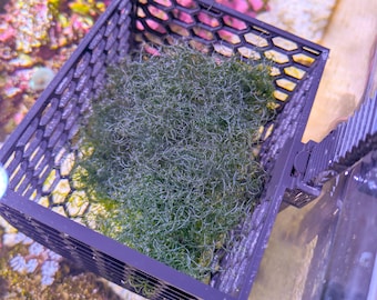 Reef Zip Cheato Basket - Macro Algae Grow System for Refugiums/Sumps, Chaetomorpha