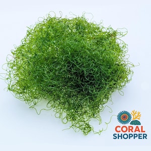 1 Cup Aquacultured Live Chaeto - Clean Chaetomorpha Macro Algae for Saltwater Reef Tank Refugium + Free Scraper