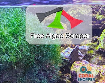 1 Cup Aquacultured Chaetomorpha (Chaeto) for Refugium Saltwater Aquarium + Free Algae Scraper!