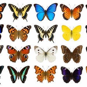 May include: A collection of twenty distinct butterflies arranged in a grid, featuring a variety of wing patterns and colors including orange, yellow, blue, black, white, and brown. Each butterfly is displayed with wings spread open.