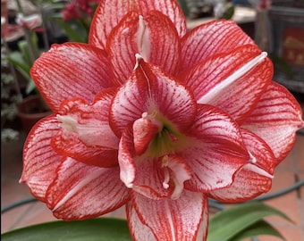 赤白光ヒッペアストラム・アマリリスガーデン｜愛を込めた贈り物｜ヒッペアストラムの球根の花