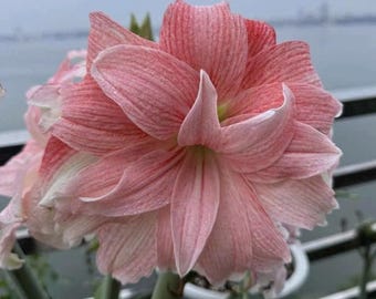 Hippeastrum rosa y blanco claro para jardín / Regalo de amor / Bulbos de Hippeastrum