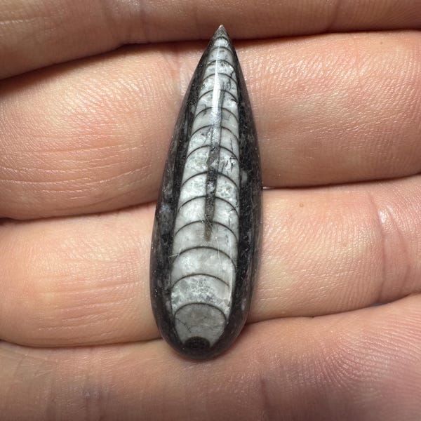 Orthoceras Fossil Cabochon (39.8 x 13.2 x 6.3mm)