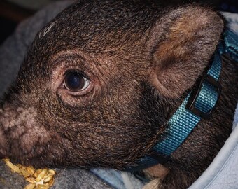 Hamson and His Best Friend Pet Pig and Dog Print Animal Friendship Photography Rustic Cottage Co Country Home Decor