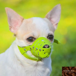 Puede incluir: Un perro blanco pequeño con un bozal de cuero verde brillante. El bozal tiene un diseño en forma de hoja con remaches y una correa alrededor del cuello. El perro está frente a un fondo verde borroso.
