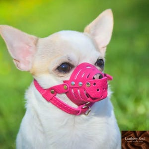 Puede incluir: Un perro pequeño y blanco con un bozal y collar de cuero rosa brillante. El bozal está perforado con pequeños agujeros y asegurado con remaches plateados. El perro está sobre un fondo verde borroso.