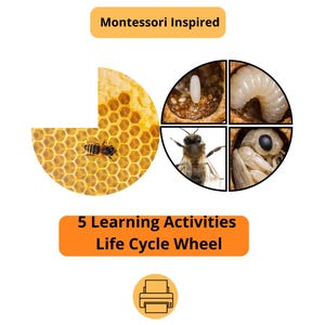 Bee Life Cycle Wheel Activity, Montessori Science Printable, Preschool Insect Study (Digital Download)