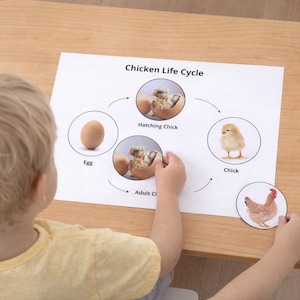 May include: A child is interacting with a printed diagram of the chicken life cycle. The diagram shows an egg, hatching chick, chick, and adult chicken. The child is sitting at a light brown wooden table.