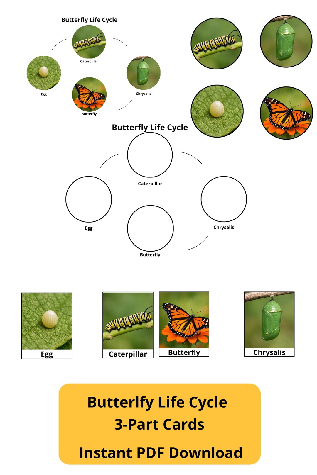 Butterfly Life Cycle 3-part Cards | Montessori Science Sequencing (PDF ...