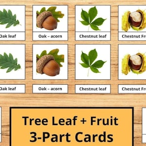 Montessori Baum Blatt Obst Passende Karten, Naturaktivität (PDF Download)