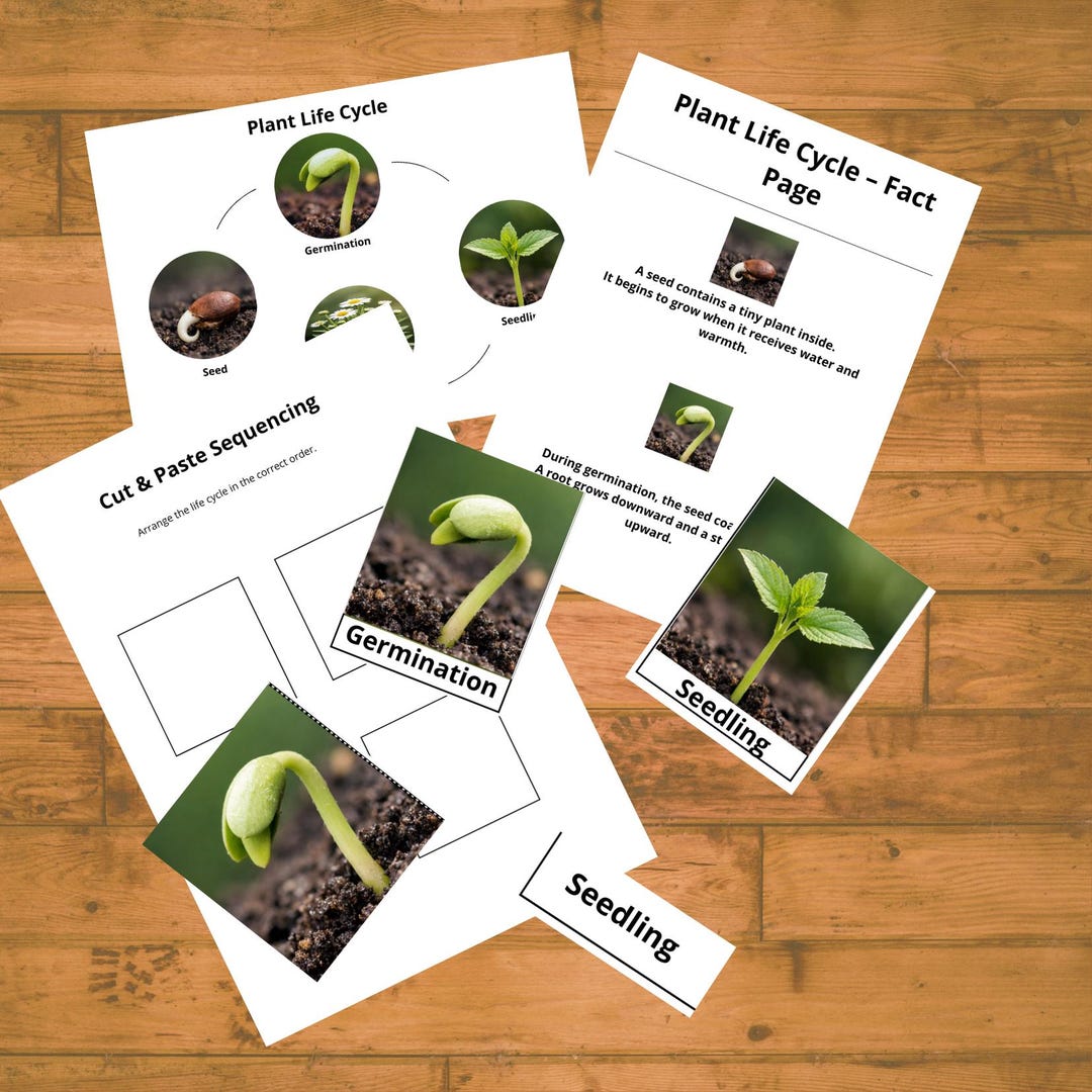 Plant Life Cycle Montessori Cards | Preschool Preschool Worksheet ...
